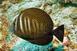 Sailfin Tang by Larry Polster 